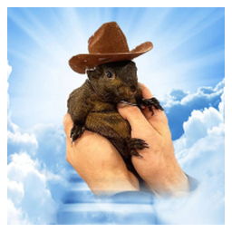 #1 Tiktok Squirrel