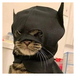 batcat