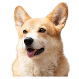 BNB DOG INU