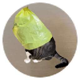 catwifbag