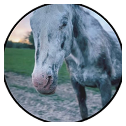 Cheyenne
