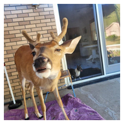 Deer Seized by US Government
