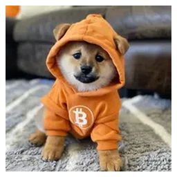 Dog (Bitcoin)