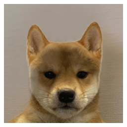 DogWifNoHat