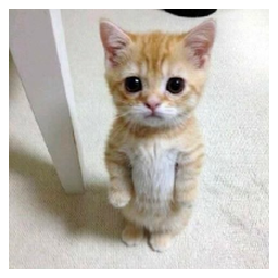 el gato