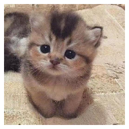 ELON’S CAT