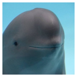Miharu The Smiling Dolphin