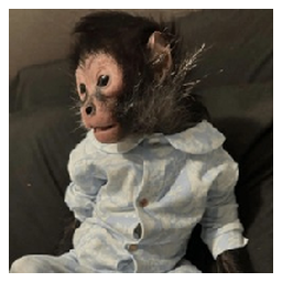 Monkey Taken By Police