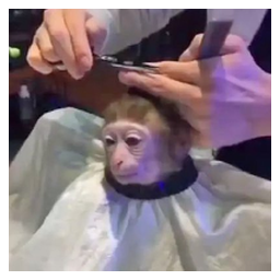 monkeyhaircut