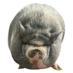 NikePig