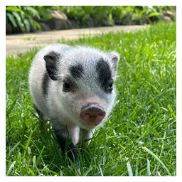 Petunia