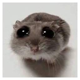 SAD HAMSTER