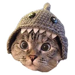 Shark Cat
