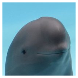 smiling dolphin