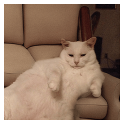 SofaCat