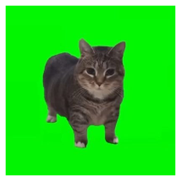 spinning cat