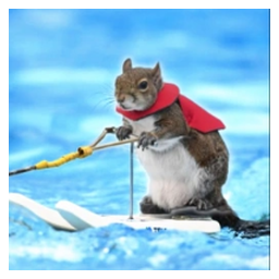 Twiggy the water skiing squirrel