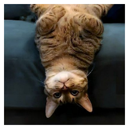 UpSideDownCat