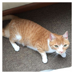 Waffles Davincij15's Cat