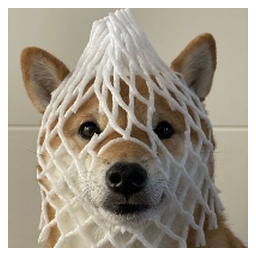 Wrapped Dog